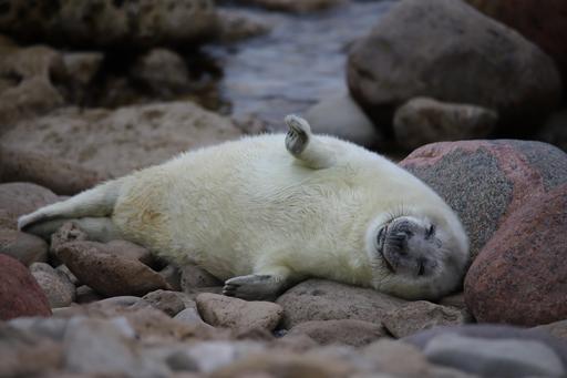 Picture of a grey seal cub on a shore