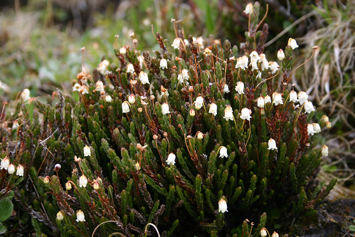 Blommande fjällväxt