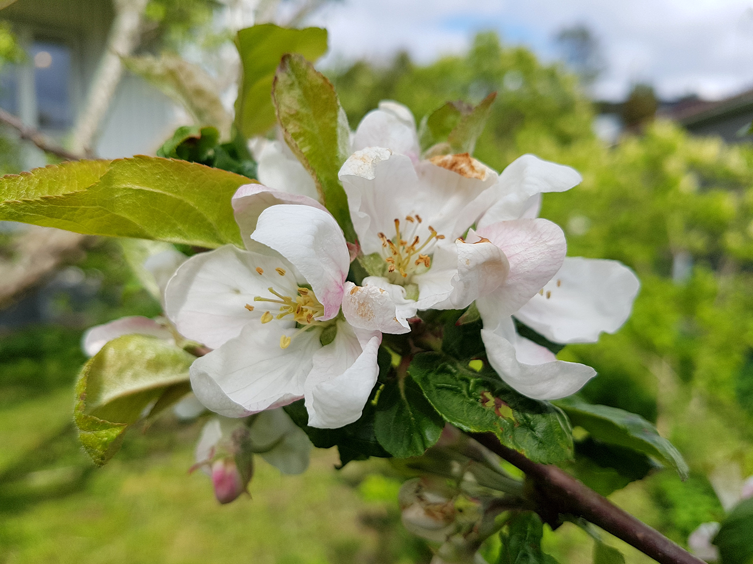 Äppelblomma