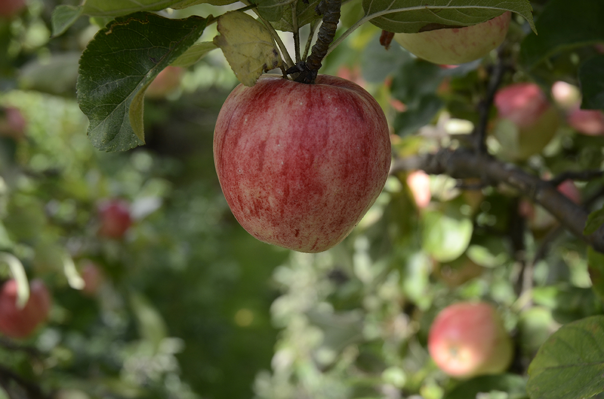 Rött äpple I träd