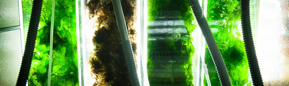 Indoor cultivation of green and red seaweeds at Tjärnö Marine Laboratory