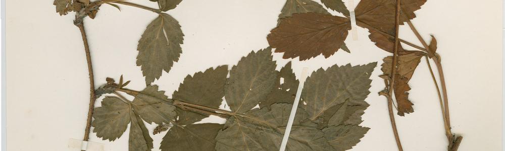 Bild från databasen Herbarium GB