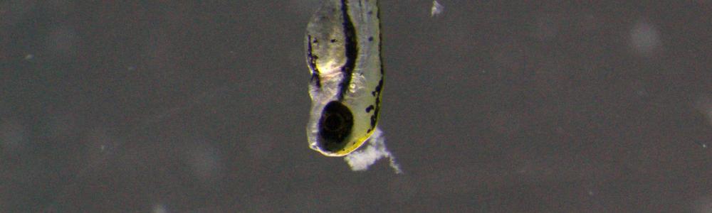 A fish embryo