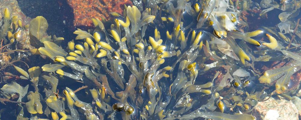 Bladderwrack is a habitat forming seaweed.