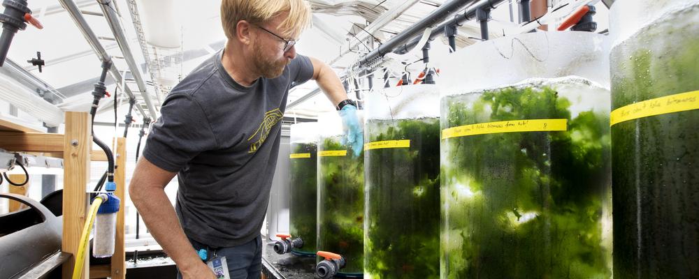 Odling av algen havssallat