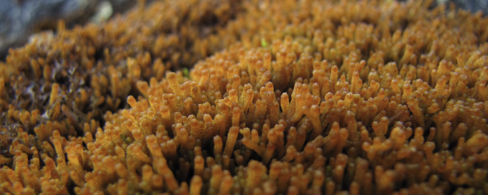 Image of liverwort Tetralophozia setiformis