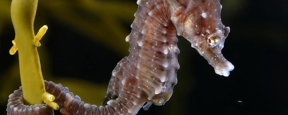 Short-snouted seahorse under water