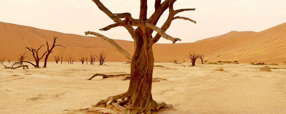 dried out trees in a desert