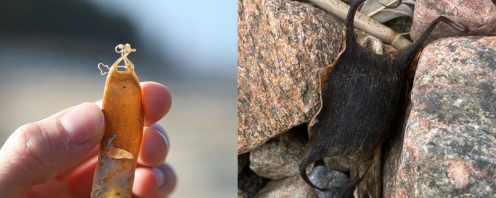 Hand som håller brun äggkapsel från haj och svart äggkapsel från rocka som ligger bland stenar