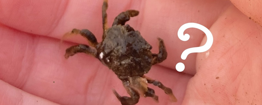 Liten krabba som ligger i en hand, med ett frågetecken intill