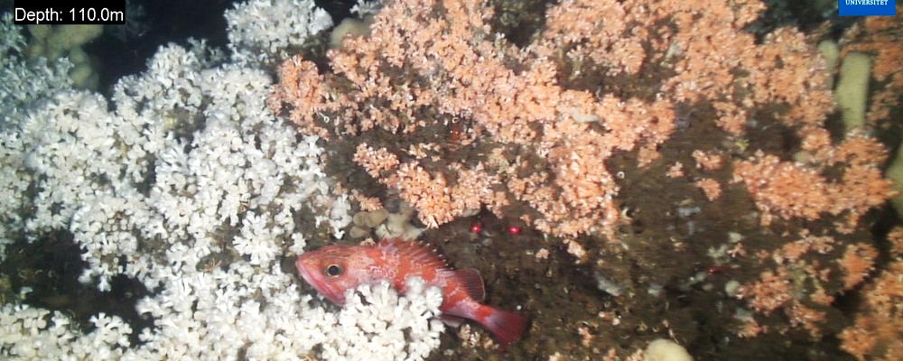 En röd kungsfisk simmar på ett vitt korallrev