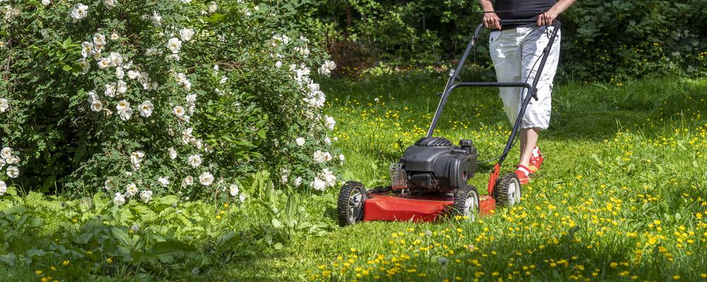 Woman cuts grass with motor lawnmower.