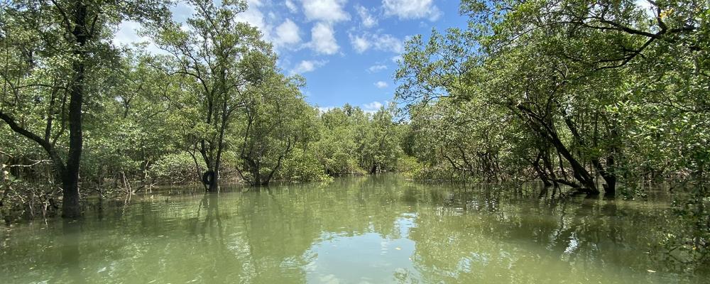 Gröna mangroveskogar längs en flod i Brasilien. 