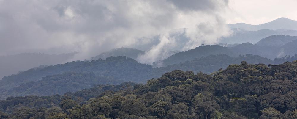 Översiktsbild över regnskogen i Rwanda