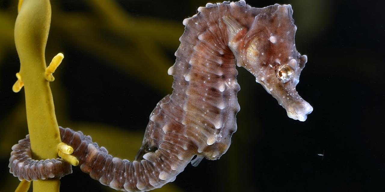 a Discovery Gothenburg of Sweden in University Seahorse of First |