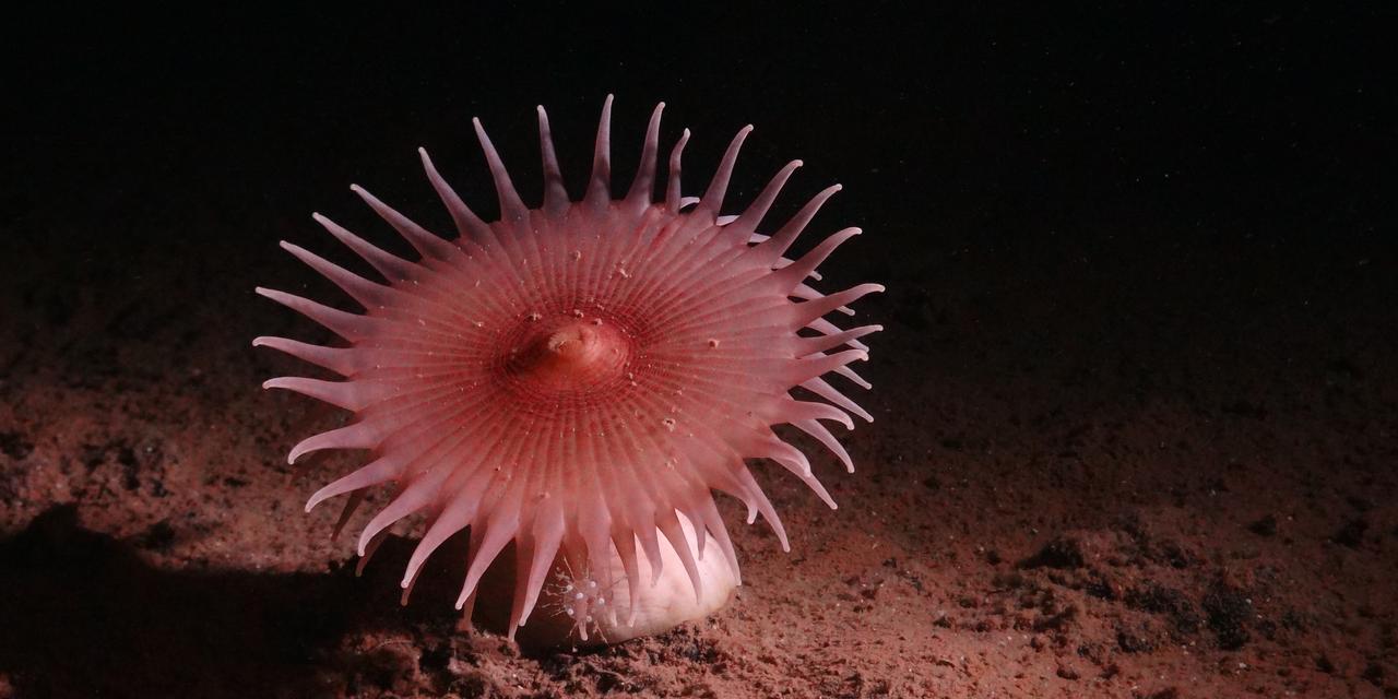    Transparent sea cucumbers, bowl-shaped sponges, and pink sea pigs are some of the fascinating animals discovered during a deep-sea expedition to th