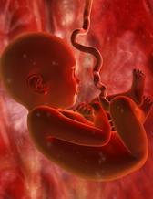 Baby in foetus