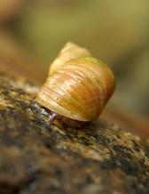 A yellow-brownish periwinkle snail on a rock.