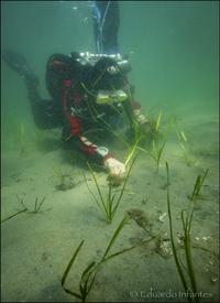 Diver planting eelgrass