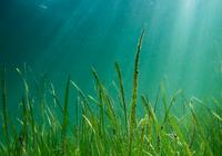 Eelgrass meadow under water