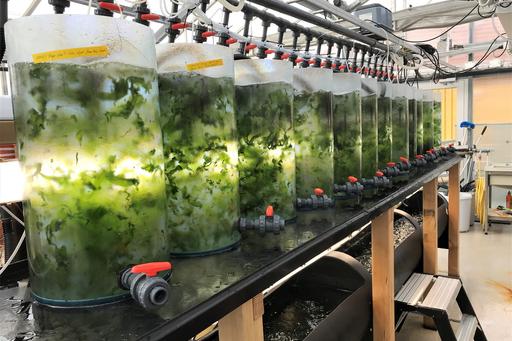 Tank cultivation of sea lettuce at Tjärnö marine laboratory.