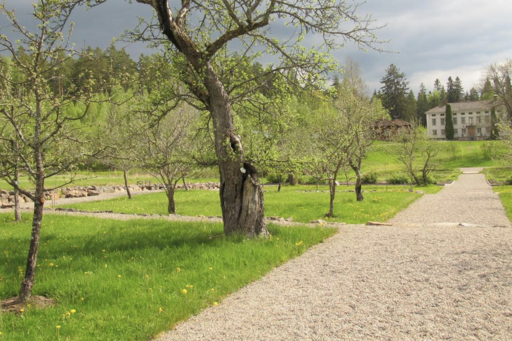 Bilden visar en del av barockträdgården vid Stabergs bergsmansgård, Dalarna, med fruktträd, ängsmark under träden samt grusgångar.