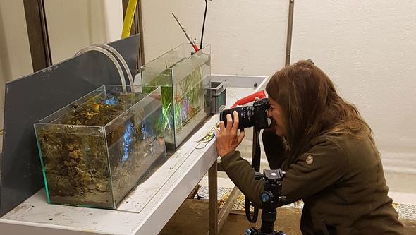 En kvinna sitter på huk och filmar med kamera in i ett akvarium. 