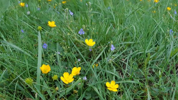 Bild på blommor på marken 